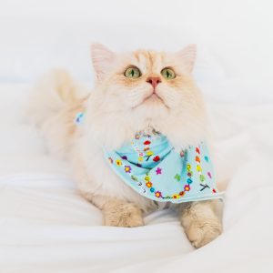 Friends Forever Pet Bandana